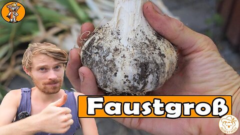 Diese Ernte kann sich sehen lassen | Gartenarbeit bei 38 Grad