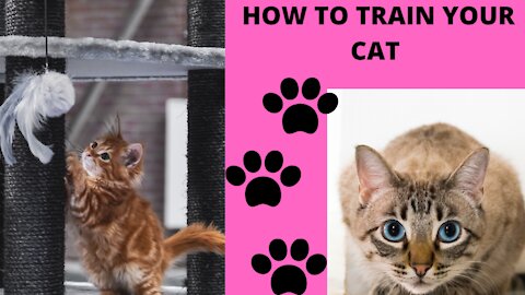 How to train your cat for simple things to do..?