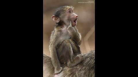 Comedy Wildlife Photography