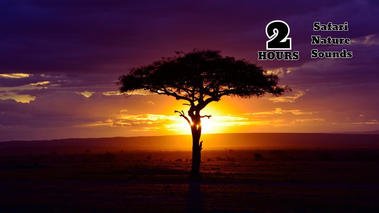 SAFARI NATURE SOUNDS FOR SLEEP - 2 HOURS