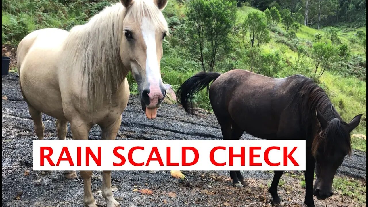 Checking horses for rain scald after floods Part I #RainScald #RainRot #MudFever #MudScald
