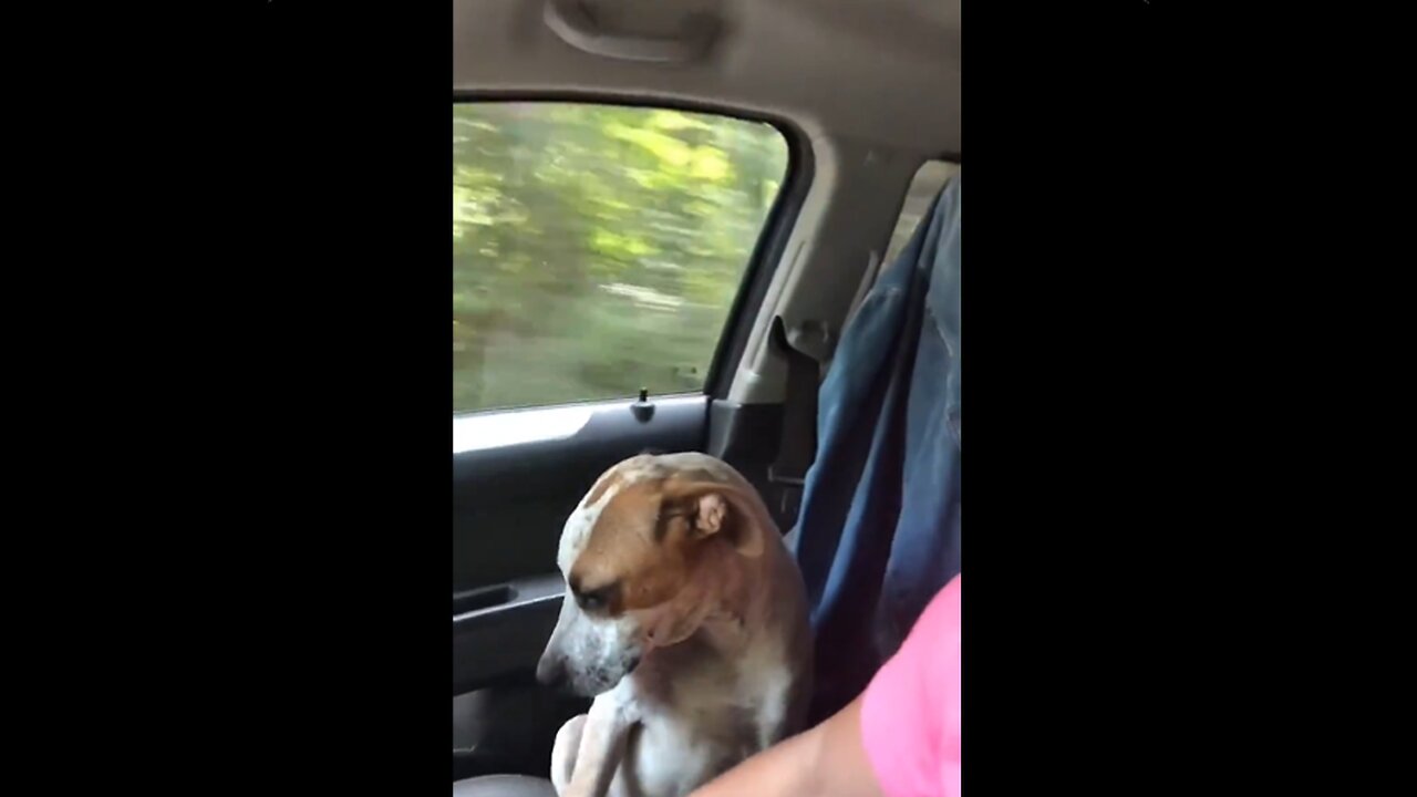 Timeline cleanse.. Sweet rescue comforts emotional new mom.