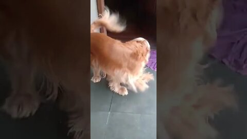 golden dog