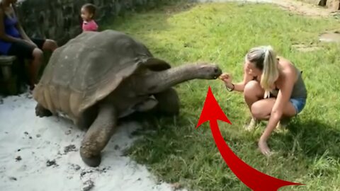 10 GIANT ANIMALS YOU WON'T BELIEVE THERE ARE PART 04