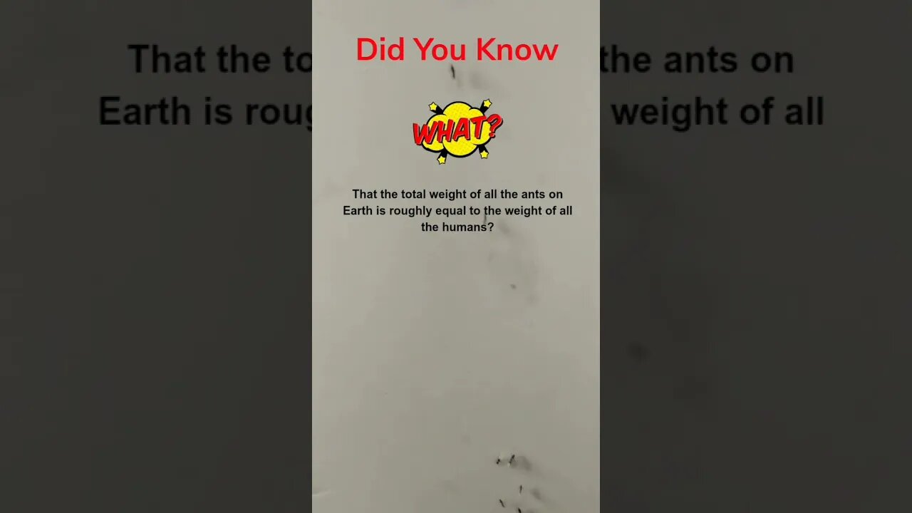 Ants are.... #didyouknow #facts #weirdfacts #youtubeshorts #wednesday