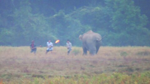 WILD ELEPHANT ATTACK MAN IN PADDY FIELD INDIA