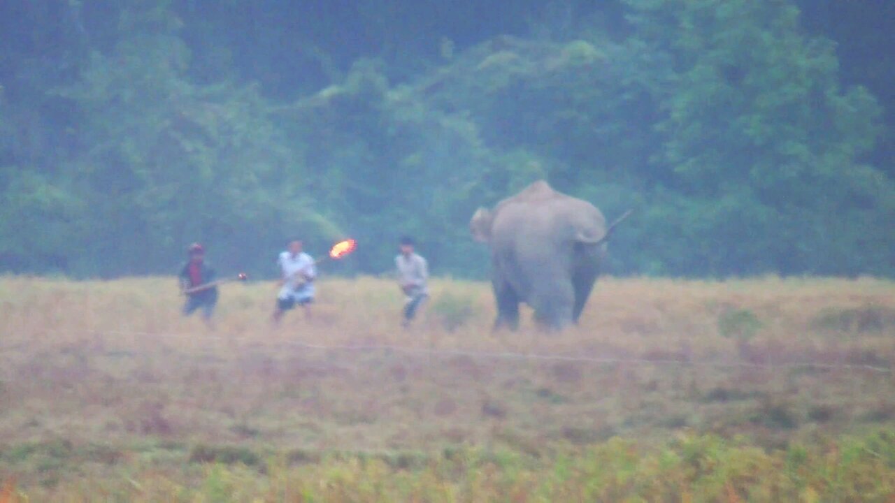 WILD ELEPHANT ATTACK MAN IN PADDY FIELD INDIA