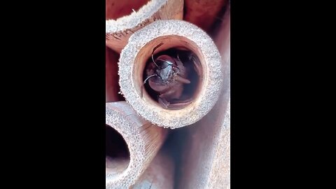 Bee in bee box