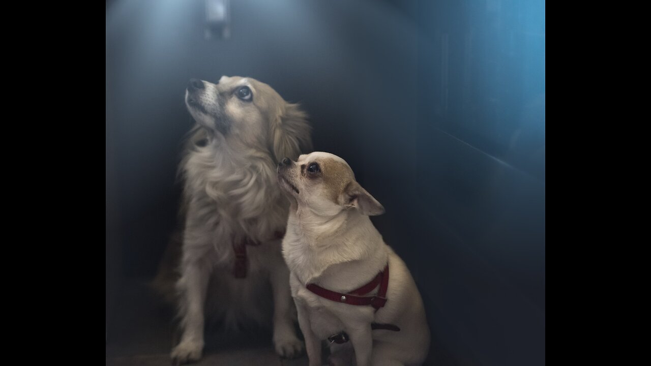 Funny Furry Friends