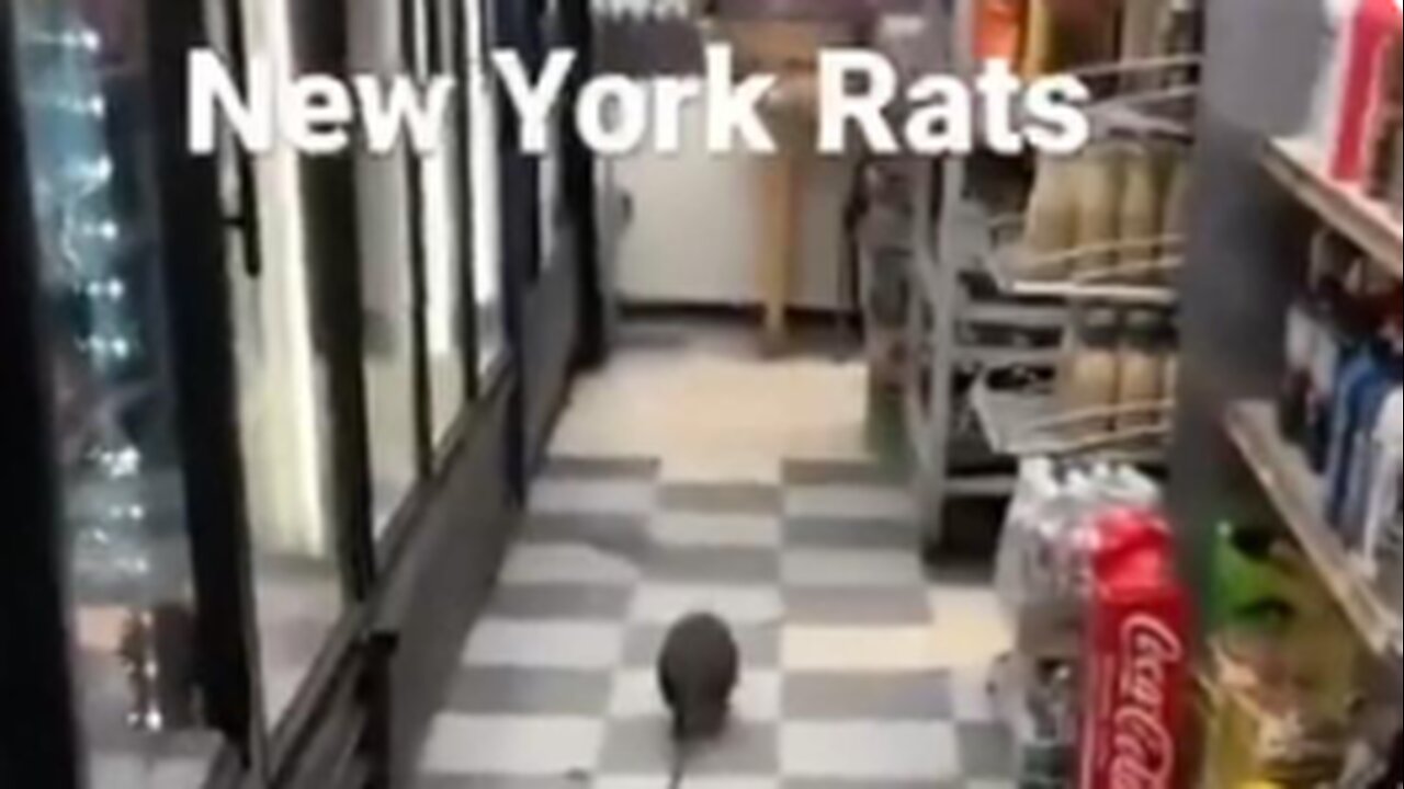 GIANT RAT FILMED IN NEW YORK AND IT IS NOT FAUCI LOL