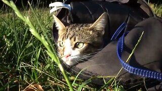 Little Cat Watches Nature from His Bag