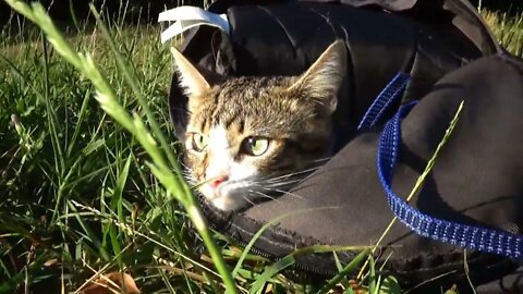 Little Cat Watches Nature from His Bag