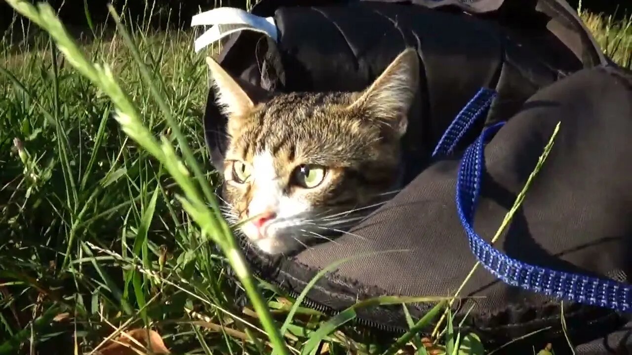 Little Cat Watches Nature from His Bag