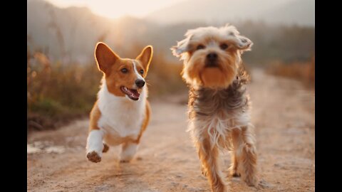 VERY HYPER PUPPY TO CALM LOOSE LEASH WHILE WALKING!