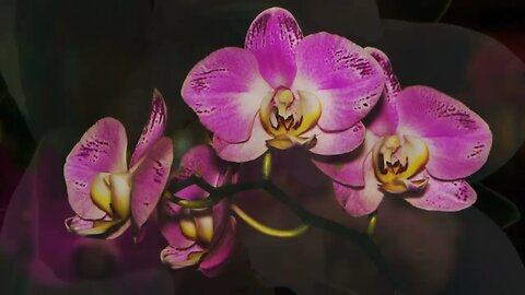 #menkıbe EN GÜZEL MENKIBELERDEN BİR BÖLÜM / "KALBİNE BAKINCA "