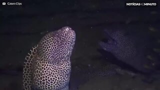 Moreia ataca mergulhador na África do Sul
