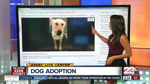 Four dogs up for adoption