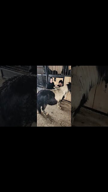 Amish Kids Clean Pony
