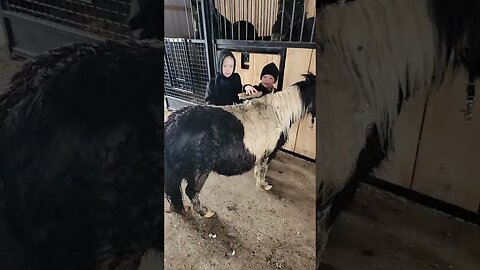 Amish Kids Clean Pony
