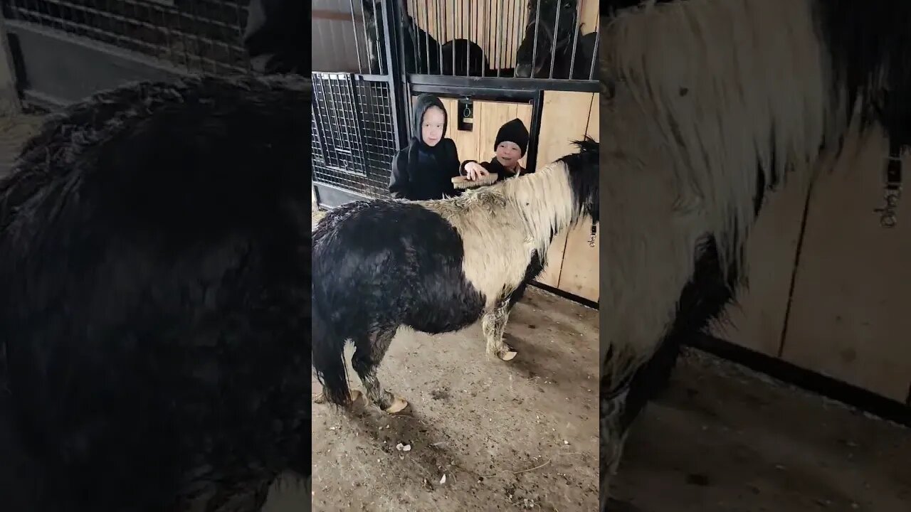 Amish Kids Clean Pony