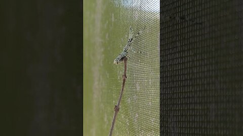FANCY PRAYING MANTIS #shorts #prayingmantis #fancy #insects #nature #florida
