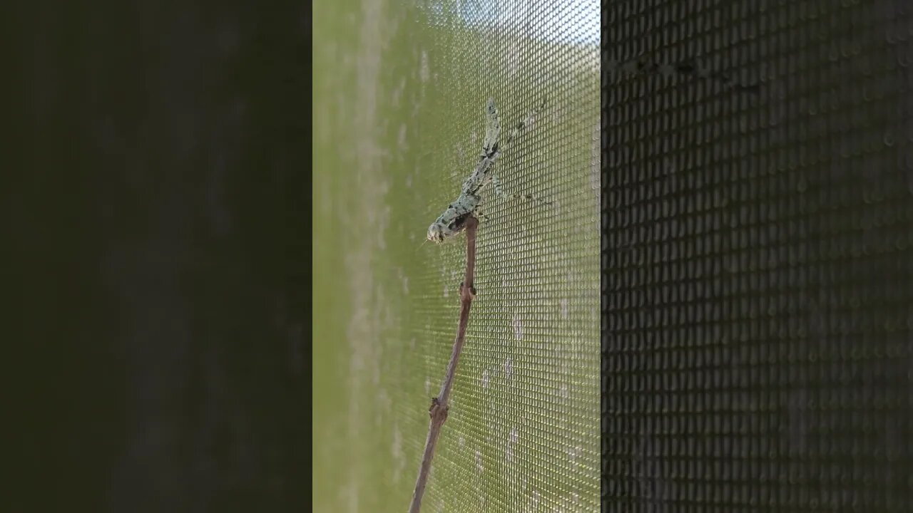FANCY PRAYING MANTIS #shorts #prayingmantis #fancy #insects #nature #florida