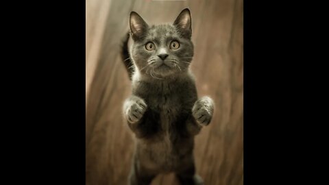 The cat that knows technology #shorts #animals #funny #ytshorts #cats #dogs #pets #perros #猫 #gatos