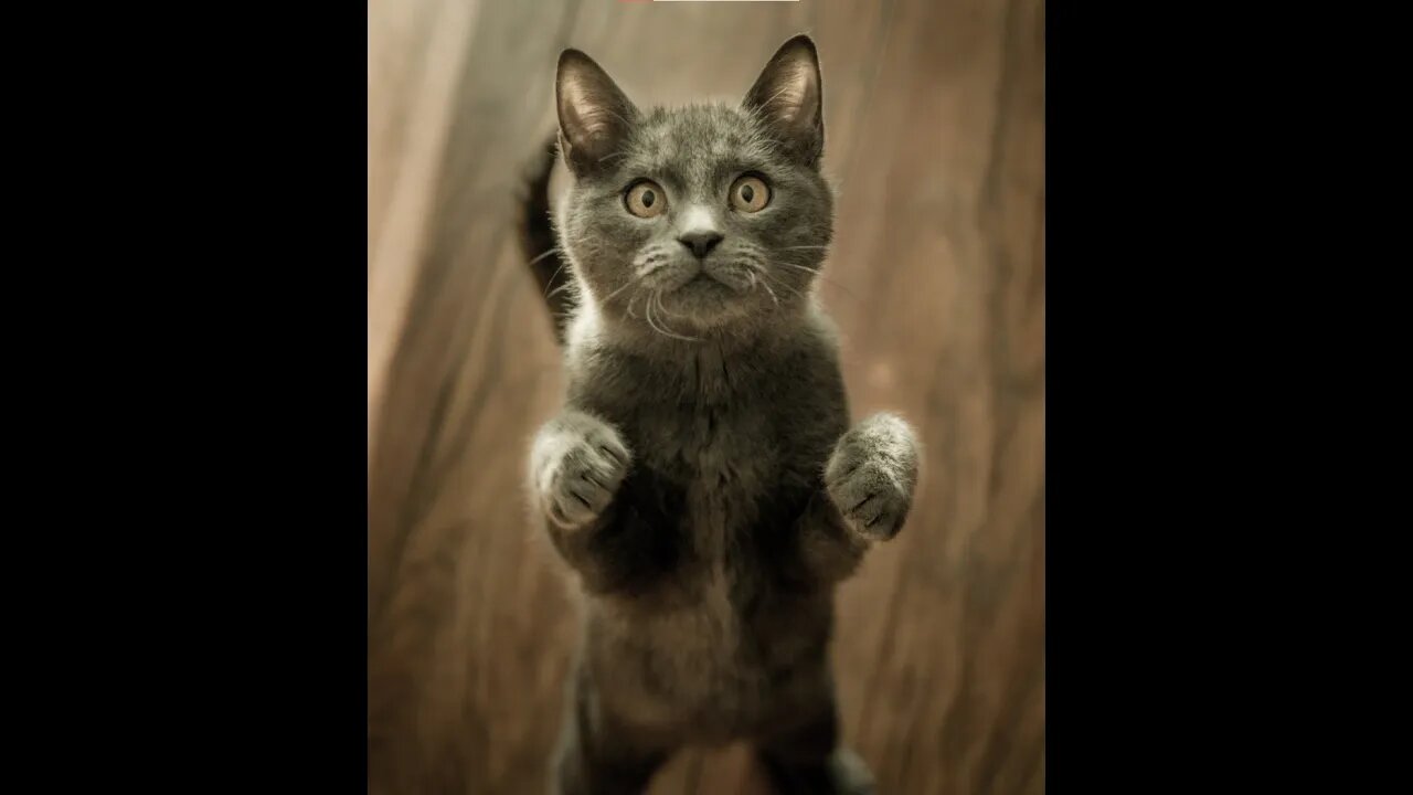 The cat that knows technology #shorts #animals #funny #ytshorts #cats #dogs #pets #perros #猫 #gatos