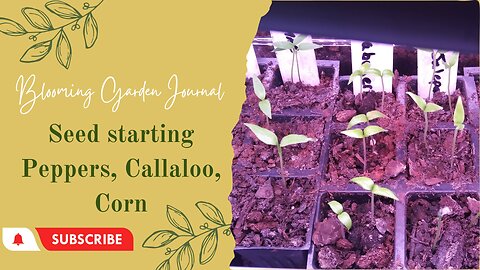 Starting Seedlings Pepper, Callaloo, Corn