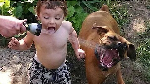 Try Not To Laugh To These Pets Compilation | Funny and Cute pets