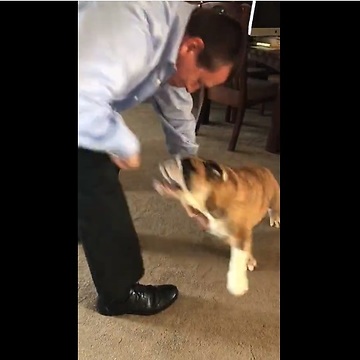 Stubborn Bulldog Refuses To Let Owner Use The Lint Roller