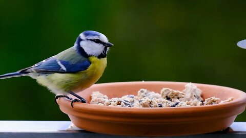 Amazing Birds in 4k - Beautiful Bird Sound - 4k Nature Relaxation