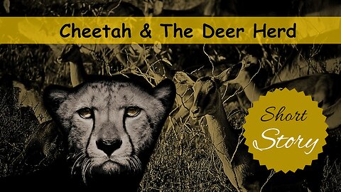 Cheetah and The Deer Herd