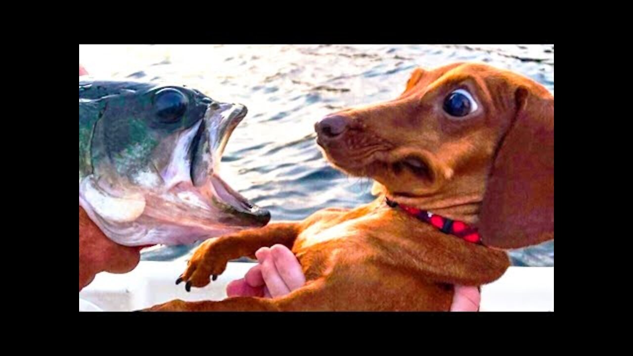 🤣 Cute Funniest 🐶 Dogs and 😻 Cats