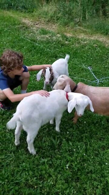 Surprise Goats For My Wife