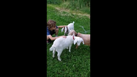 Surprise Goats For My Wife