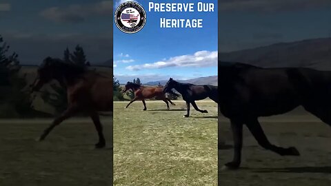 Preserve Our Heritage Wild Horses Running theme Lone Ranger Small Town America