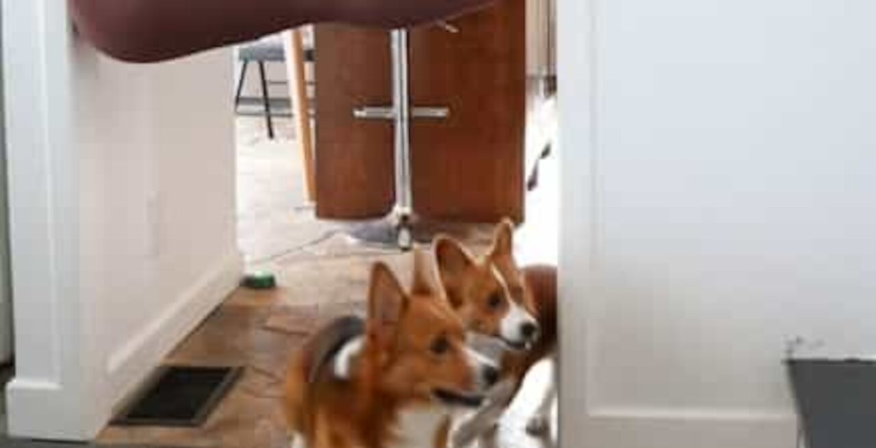 Altura de corgis os impede de encontrarem a dona
