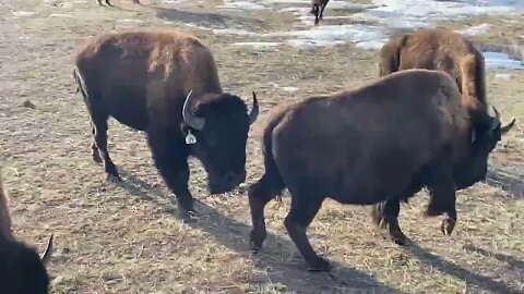 Harvesting a Buffalo for food