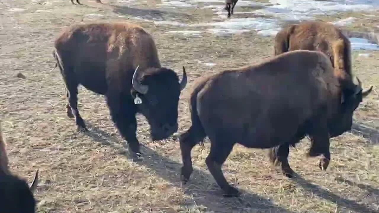 Harvesting a Buffalo for food