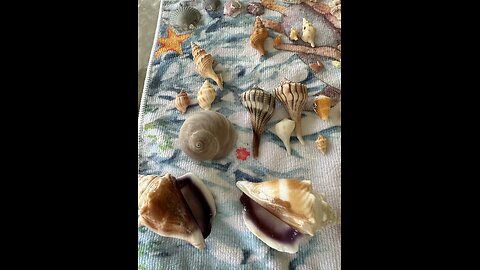 Beach Finds 7/26/24 | 4K