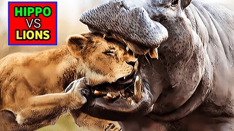 Hippo vs Lions | Hippo Grabs Lion Its Head And Shows it Who's King |