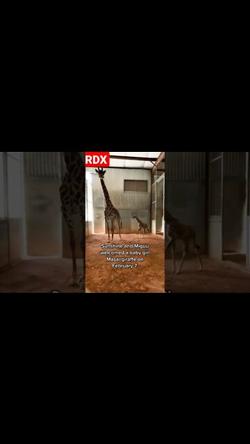 Giraffe Mom with Baby #shorts