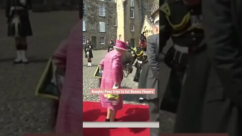 Naughty Pony Tries to Eat Queens Flowers #shorts #queenelizabethii #scotland #pony @The Day After