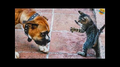 Funny ANIMALS videos😂Funniest CATS😹 and DOGS🐶 2024