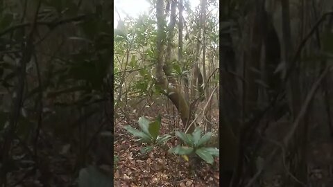Climbing Trees high up! | Milkyy-Media