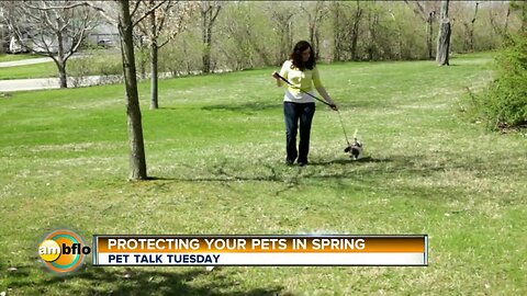 Pet Talk Tuesday Protect your pet in spring