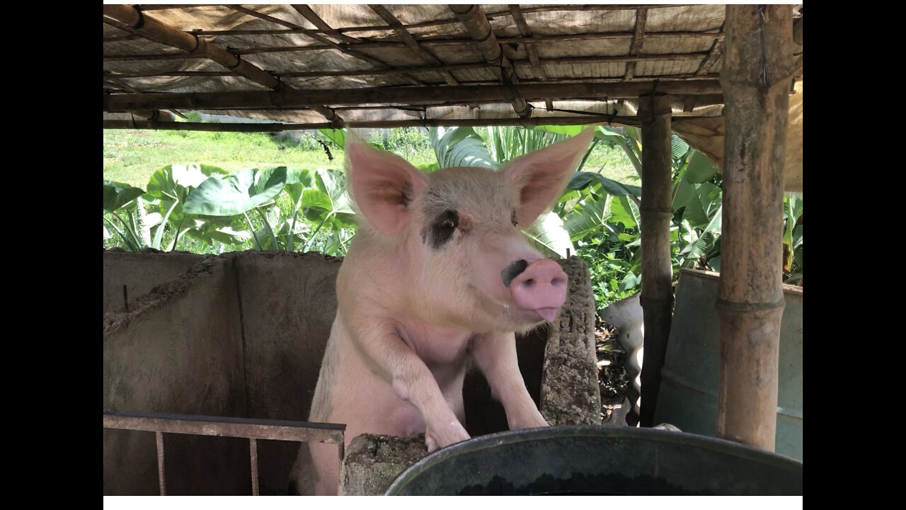 Andrey 'talks" to a Pig