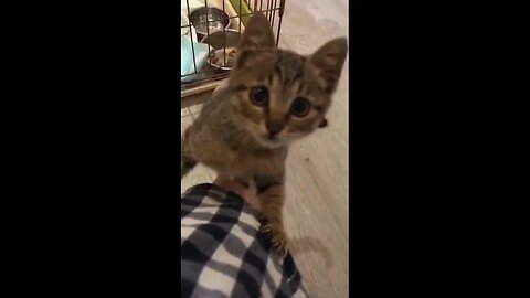 😸 Top Cat Comedy 🐱 | Funny & Adorable Videos 😺 #cat #catshorts #shorts