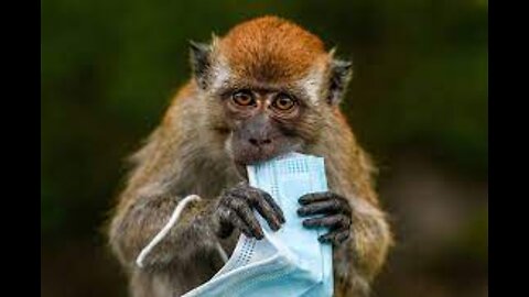 Monkeypox continues to spread as US repeats COVID-like mistakes